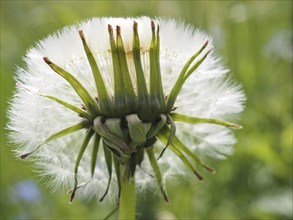 Common dandelion (Taraxacum officinale), dandelion, close-up with focus stacking, St. Jakob im