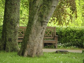 A wooden bench stands behind two large trees in a green park, small footpath between green trees,