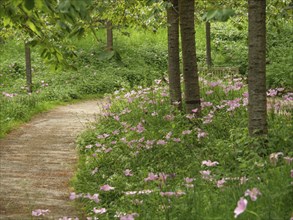 A quiet forest path with blooming pink flowers and green bushes, small, winding path between green