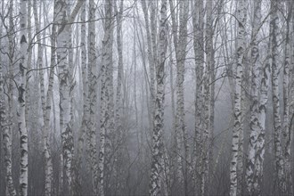 Downy birches (Betula pubescens) in winter in the fog, Lower Saxony, Germany, Europe