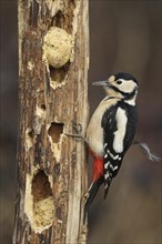 Great spotted woodpecker (Dendrocopos major) female at the winter feeding site, Allgaeu, Bavaria,