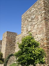 Old castle wall with lush vegetation and a green tree, in a sunny, clear weather, stone walls of an