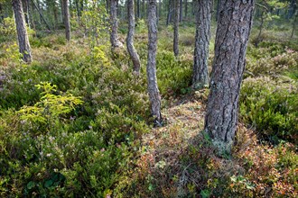 Pine forest, Rumskulla, Smaland, Sweden, Europe