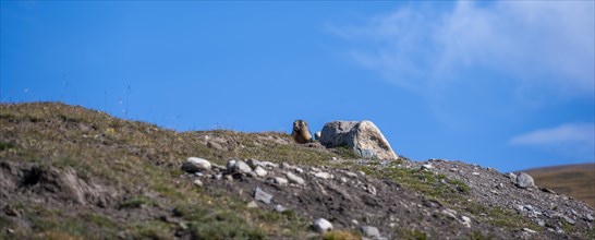 Gray marmot (Marmota baibacina) looking out of its hole, Sary Tash valley, Kyrgyzstan, Asia