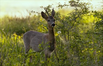 Roebuck (Capreolus capreolus), meadow, Lower Austria