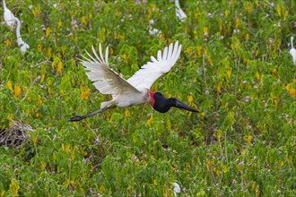 Jabiru (Jabiru mycteria) Pantanal Brazil