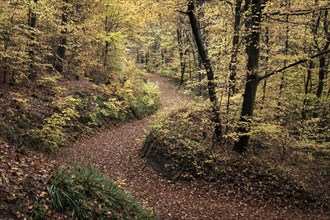 A forest path in a mixed forest with many deciduous trees, including many beeches, in autumn.
