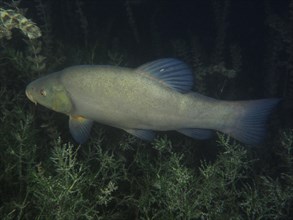 A tench (Tinca tinca) glides majestically through the underwater greenery at night. Dive site