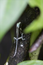 Anolis (Anolis) shedding its skin, sitting on a branch, between leaves, Tortuguero National Park,