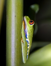 Red-eyed tree frog (Agalychnis callidryas) sitting on a stem, at night, Tortuguero National Park,