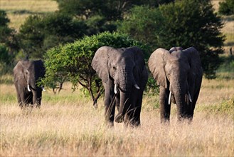African elephants (Loxodonta africana) walking through dry grass, Serengeti National Park,