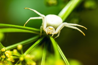 Flower Crab Spider, Misumena, spider on white folwers