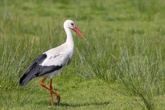 White stork (Ciconia ciconia) standing in a wet meadow, Ochsenmoor on Lake Duemmer, Lower Saxony,