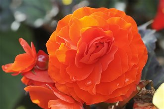 Tuberous begonia (Begonia x tuberhybrida), flower, ornamental plant, North Rhine-Westphalia,