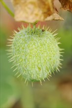 Prickly cucumber or hedgehog cucumber (Echinocystis lobata), fruit, native to North America