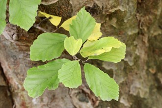 Persian ironwood (Parrotia persica), leaves, ornamental shrub, North Rhine-Westphalia, Germany,