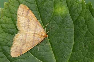 Scarce umber (Agriopis aurantiaria), male, North Rhine-Westphalia, Germany, Europe