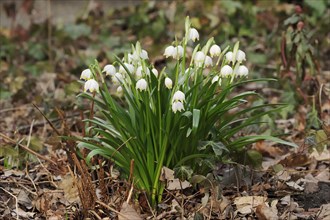 Spring snowflake (Leucojum vernum), North Rhine-Westphalia, Germany, Europe