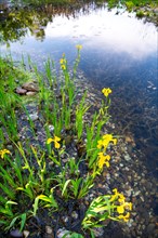 Yellow iris (Iris pseudacorus), by a pond in a natural garden, practical nature conservation,