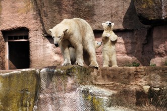 Polar bear mother with two young polar bears (Ursus maritimus) . Nuremberg Zoo, Am Tiergarten 30,