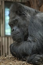 Western lowland gorilla (Gorilla gorilla gorilla), Nuremberg Zoo, Nuremberg, Middle Franconia,