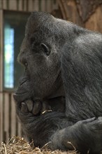 Western lowland gorilla (Gorilla gorilla gorilla), Nuremberg Zoo, Nuremberg, Middle Franconia,