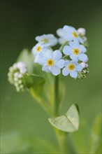 Water forget-me-not (Myosotis scorpioides), flowers, North Rhine-Westphalia, Germany, Europe