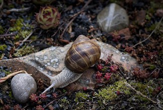 Vineyard snail (Helix pomatia) crawling, rock garden, Stuttgart, Baden-Wuerttemberg, Germany,