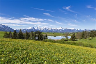 Mountain landscape, spring meadow near Fuessen, Schapfensee, dandelion, Allgaeu Alps, snow, forest,
