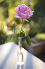 Pink-coloured rose (Rosa), flower, vase, table, Stuttgart Baden-Wuerttemberg, Germany, Europe