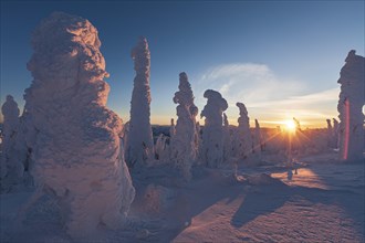 Snow-covered trees in the evening light, Arctic, Taiga, backlight, Alaska, USA, North America