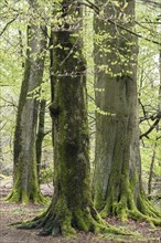 Old copper beeches (Fagus sylvatica), trunk bases and trunks overgrown with moss, Hesse, Germany,