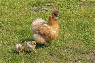 Silk hen with Wyandotte chick, hen, Wittorf, Samtgemeinde Bardowick, Lower Saxony, Germany, Europe