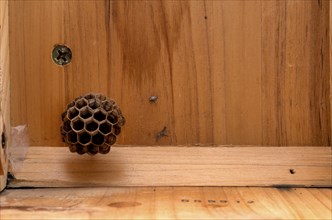 Wasp nest, nest in a wooden shed, european paper wasp (Polistes dominulus), also European Paper