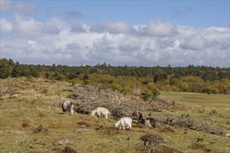 A flock of sheep grazing in a wide pasture, a forest in the background under a cloudy sky, grazing