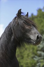 Fur pony, black, pony, portrait