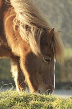 Icelander, Icelandic horse, grazing