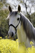 Andalusian, Andalusian horse, Portrait, Rape field