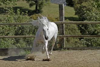 Andalusian, Andalusian horse, Antequera, Andalusia, Spain, Europe