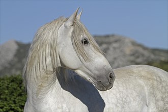 Andalusian, Andalusian horse, Antequera, Andalusia, Spain, Europe