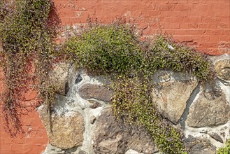 Herb growing in a wall, harbour, Lauenburg, Schleswig-Holstein, Germany, Europe