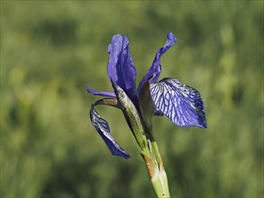 Siberian iris (Iris sibirica), close-up with focus stacking, near Irdning, Ennstal, Styria,