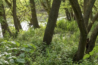 Trees, biosphere reserve, Boizenburg, Mecklenburg-Western Pomerania, Germany, Europe