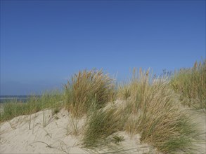 Grass and plants on a sand dune under a blue sky, dunes and beach at the sea with dune grass and