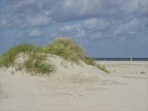 Grassy sand dunes under a cloudy sky, sea in the background, sand dune with dune grass on a beach
