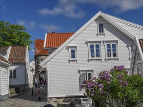 White wooden houses with red roofs and lilacs along a cobbled street, white wooden houses with