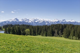 View of the Allgaeu Alps, Hegratsrieder See, dandelion meadow, snow, forest, Ostallgaeu, Allgaeu,