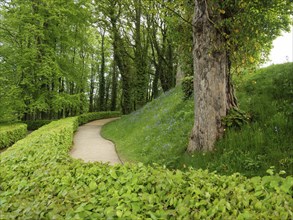Idyllic forest path with green foliage and trees flanked by hedges in quiet and peaceful