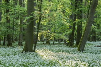 Near-natural deciduous forest with flowering ramson (Allium ursinum), Hainich National Park,