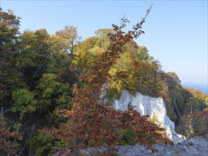 A gnarled branch with autumn leaves in front of white cliffs and a wide view of the sea and sky,